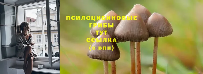 Галлюциногенные грибы MAGIC MUSHROOMS  даркнет наркотические препараты  Биробиджан 